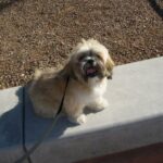 Wallifer "Wally" William Sneed